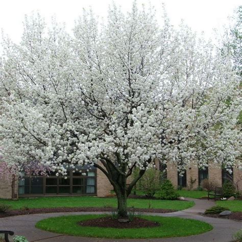 Cleveland Pear Tree | Cleveland Pear Trees for Sale — PlantingTree