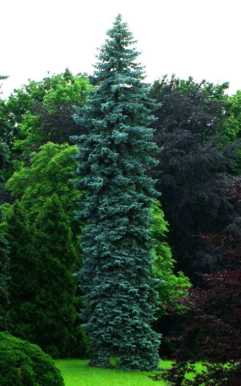 Image Picea Pungens Fürst Bismarck Colorado Spruce