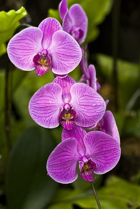 Orchids In The Tropical Rainforest