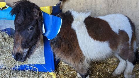 Rspca Investigates After Shetland Pony Found In Doncaster With Worst