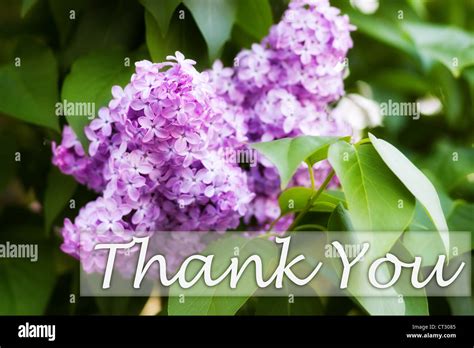 Thank You Greeting Card With Beautiful Lilac Flowers This Image Is