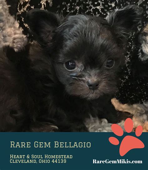 Friendly and alert, making an excellent companion to the handicapped, it is laid back and seldom barks. Miki.com | Mi-Ki Puppies for Sale | Rare Gem Mi-Kis
