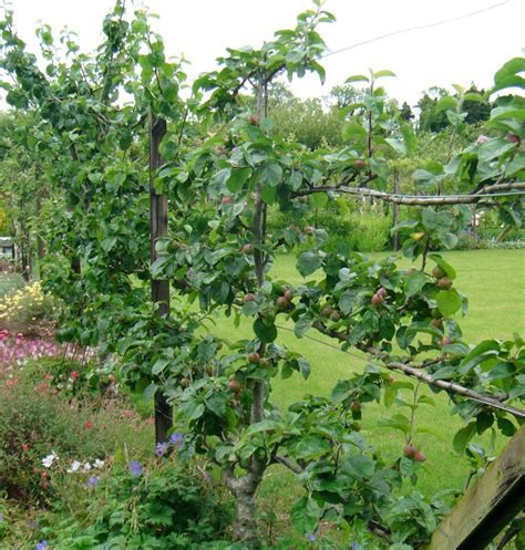 Espalier Fruit Trees Dwarf Fruit Trees Bonsai Trees Privacy
