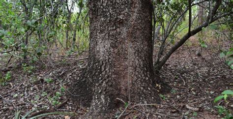 Argentina Cites Tree Species Programme Ctsp