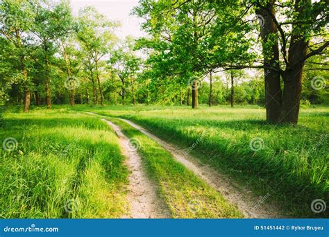 Road Path Way Lane In Summer Green Forest Stock Photo Image Of