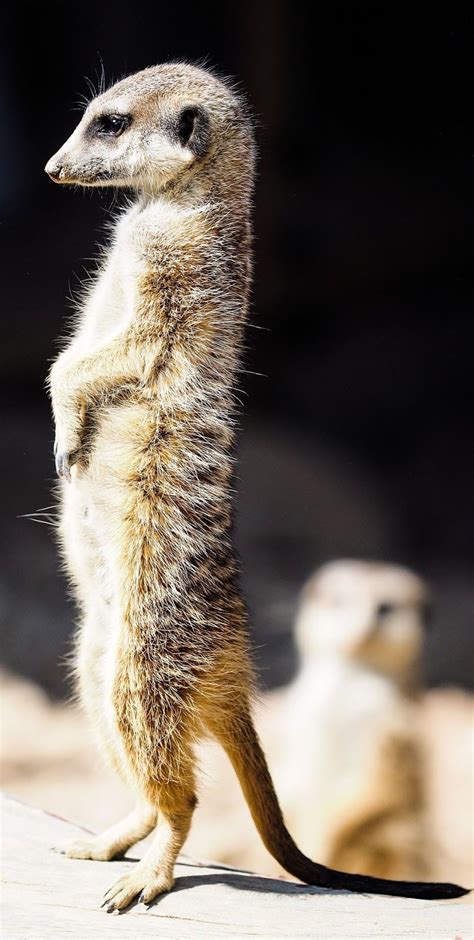 About Wild Animals Meerkat Standing At Attention Animals Wild Baby