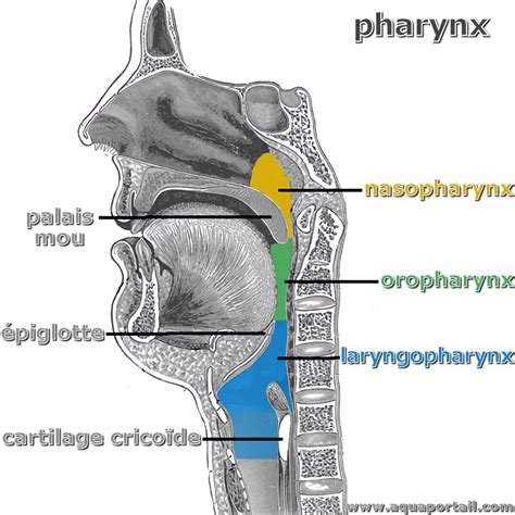 Oropharynx Définition Illustrée Et Explications