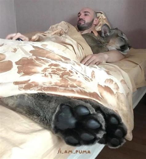 Puma Rescued From A Russian Zoo Spends Her Days As A House