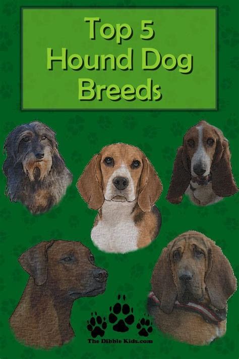 Top 5 Hound Dog Breeds Hound Dog Breeds Dog Breeds