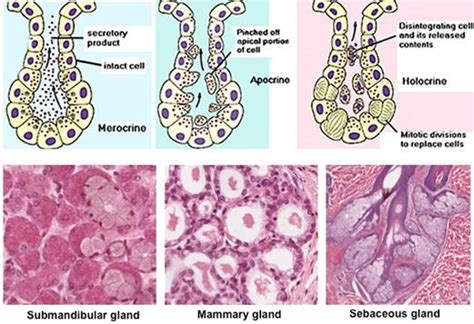 Apocrine Gland Definition And Examples Biology Online Dictionary