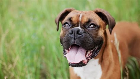Boxers Dog Breed Profile Traits Personality Care Facts Dogdwell