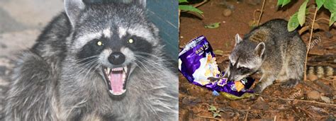 How Do Raccoons Get Rabies Find Out Here All Animals Guide