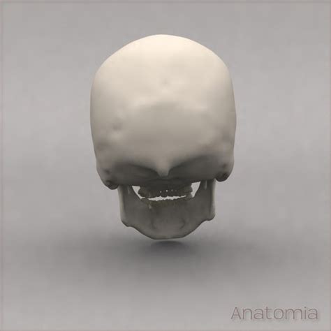 3d Male Human Skull Bone
