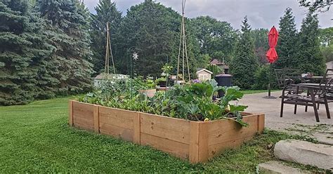 raised bed and container garden album on imgur