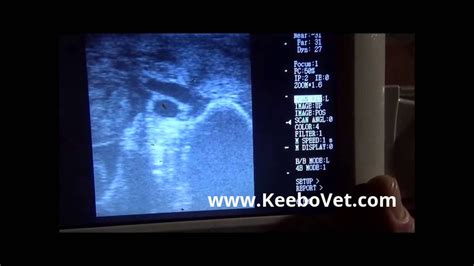 Corpus Luteum Yellow Body In Bovine Ovary Veterinarians Use Ultrasound Kx5100v Youtube