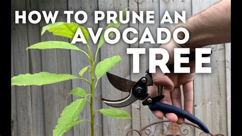 Check spelling or type a new query. How to Prune an Avocado Tree - YouTube