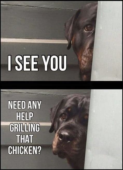 12 Hilarious Rottweiler Memes Will Make Your Day The