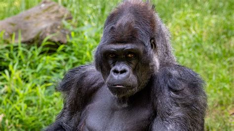 Gorilla Fact Sheet Blog Nature Pbs