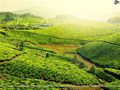 Munnar Wallpapers Wallpaper Cave