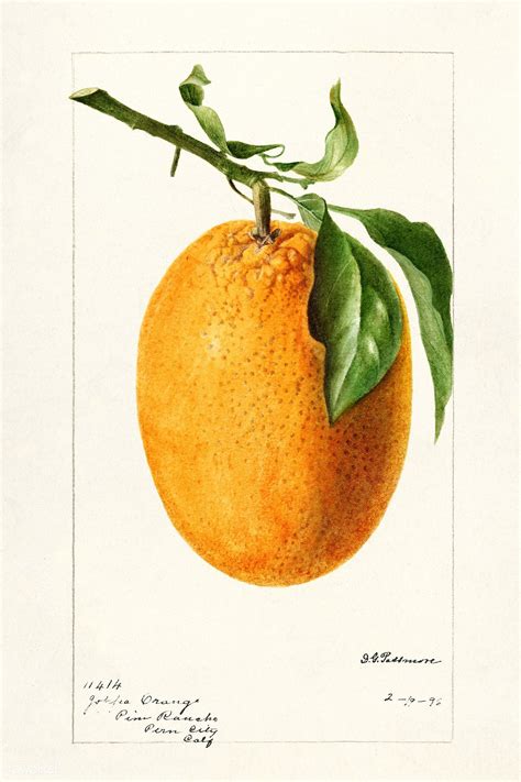 Orange Citrus Sinensis 1896 By Deborah Griscom Passmore Original