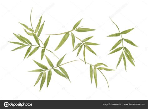 Watercolor Illustration Painting Bamboo Leaves White Background Stock