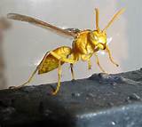 Pictures of Wasp Or Hornet