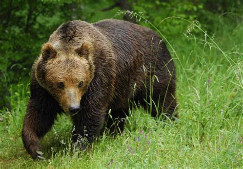 Brown Bear Species South Of Canada ~ Planetanimalzone