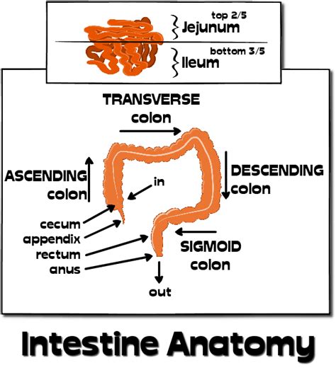 Intestine Anatomy Everythingherbs