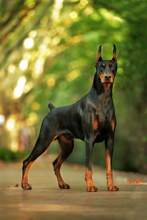 Doberman Pinscher Dog Breed Info Doberman Pinscher Dog Doberman Dogs