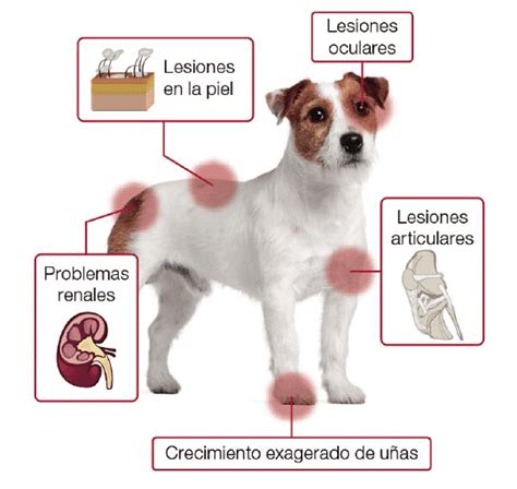 Los Aspectos M S Importantes De Leishmaniosis En Perros Mascotafiel