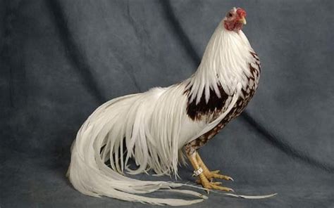 A Majestic Japanese Rooster Pixdaus Beautiful Chickens Fancy