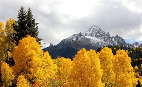 Yellow Trees In The Mountains