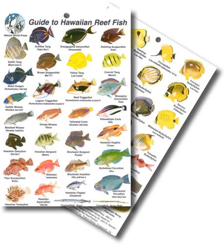 Introducir 53 Imagen Cozumel Fish Identification Chart Abzlocalmx