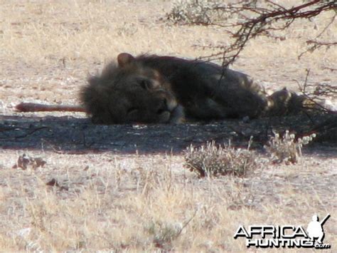 Lion At Etosha National Park Namibia My Photo Gallery