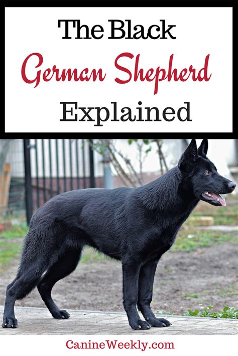 Black German Shepherd Complete Breed Guide 2023 Black German