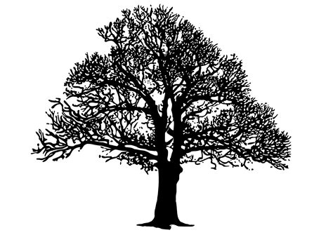 Tree Clip Art Oak Png Download 24001697 Free Transparent Tree