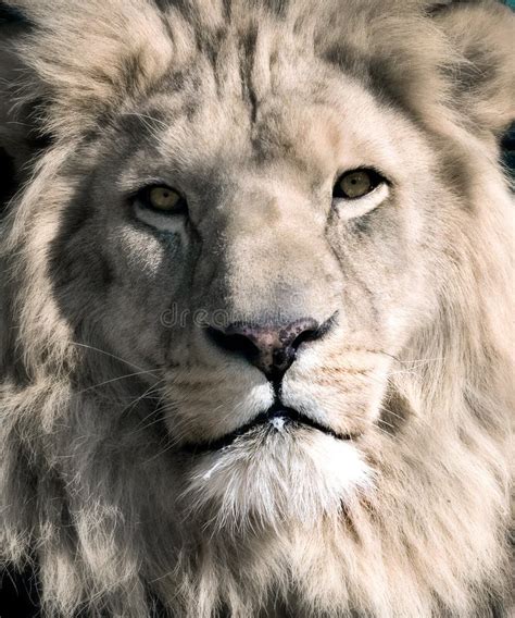 White Lion Stock Photo Image Of Portrait Wild Closeup 1206864