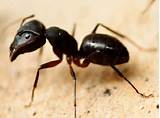 Pictures of Carpenter Ants In January