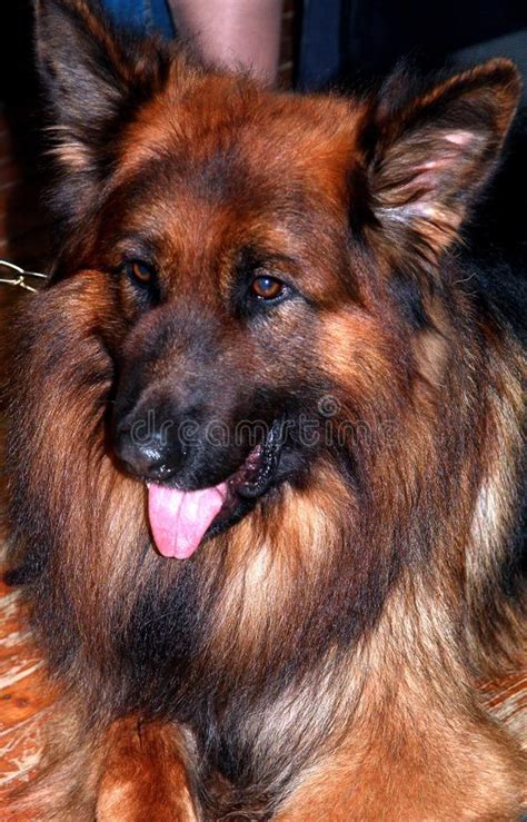 Dog Old German Shepherd Dog Dog Like Mammal Dog Breed