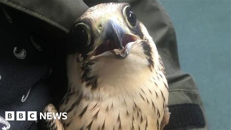 Appeal Over Ipplepen Peregrine Falcon Shooting Bbc News