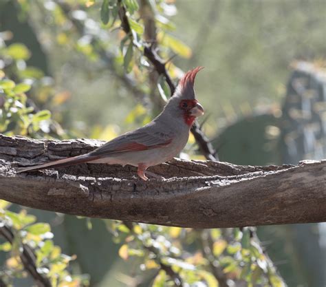 Pyrrhuloxia Cardinalis Sinuatus 2531 Birds From Southeas Flickr