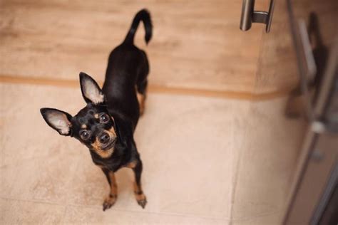 Min Pin Chihuahua Mix Everything You Need To Know Prefurred