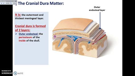 Overview Of Head Interior Cranial Cavity 1 Dural Folds Dr Ahmed