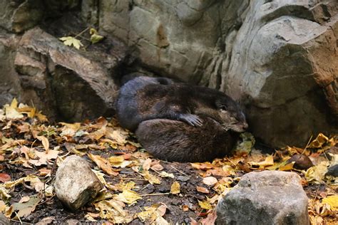 Sleeping Beaver Photograph By Imagery At Work Fine Art America