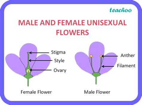 Biology List Two Unisexual Flowers Teachoo Class 10 Science