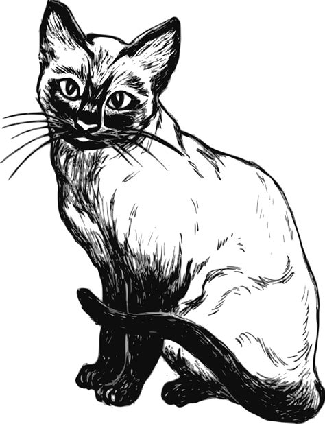 Free Clipart Of A Black And White Cat Clip Art Library