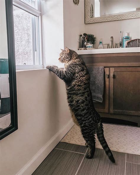 After People Went Crazy Over This 26lb Chonky Cat He Finally Gets Adopted Bored Panda