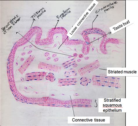We did not find results for: Gastrointestinal System