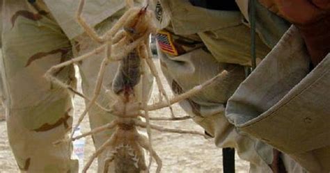 Goryfiles Camel Spider The Human Flesh Eater