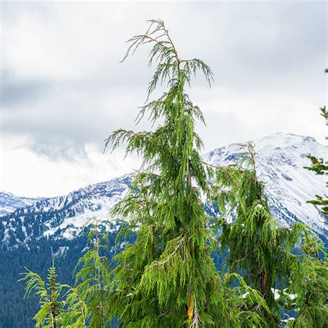 Why Is Alaska Yellow Cedar Called Yellow — Trees Pacific Northwest